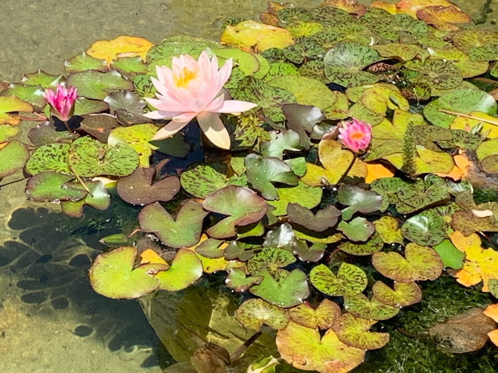 Water lilies blooming in a tranquil pond