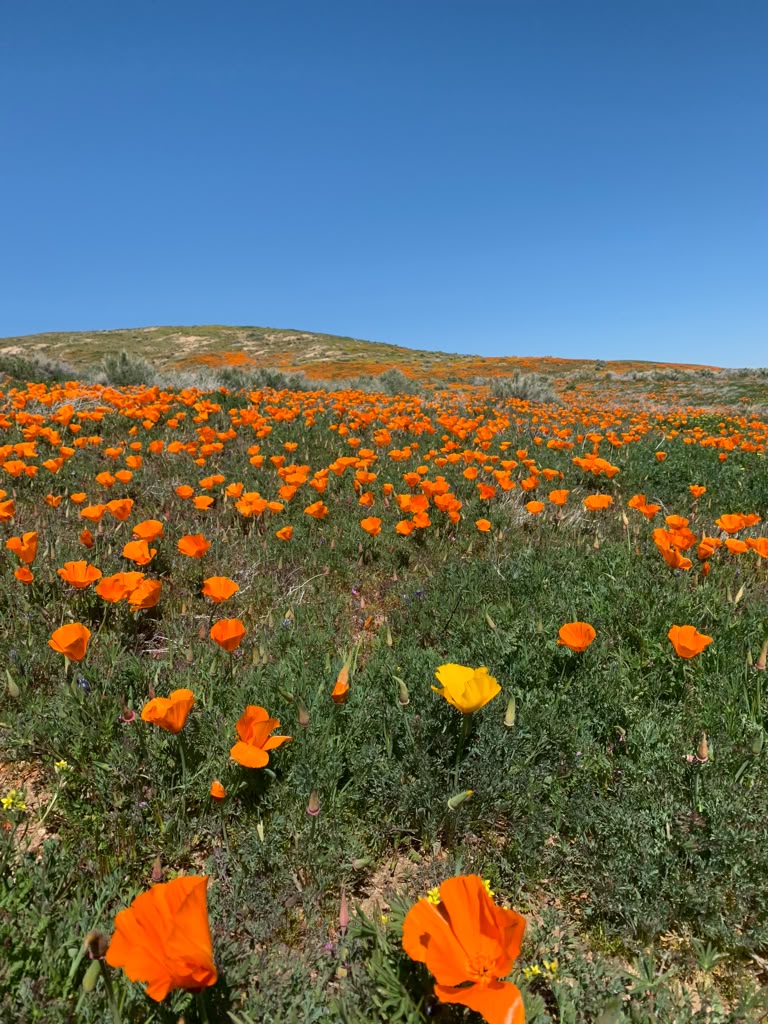 A field of vibrant orange California poppies blooming under a clear blue sky